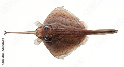 Clearnose Skate Isolated on White Background with Smooth Roller Design