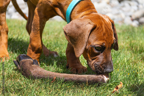 Canvastavla Rhodesian Ridgeback puppy dog chewing deer leg bone, close-up.