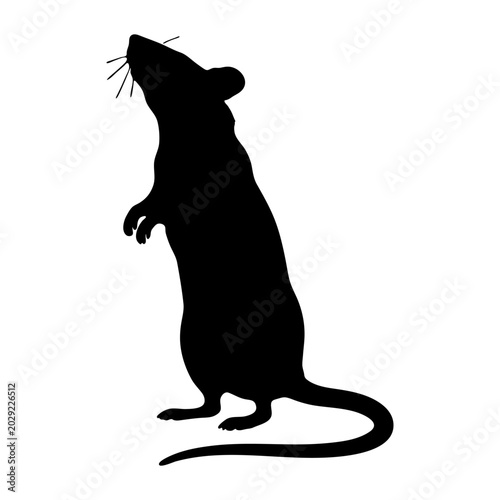 Fotografie Elegant black silhouette of a rat standing upright on its hind legs, head tilted upward with whiskers and tail visible