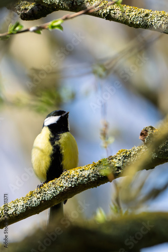 Great Tit