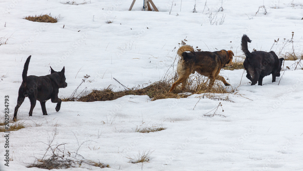 Fototapeta premium Dogs running through snow-covered field with dry grass patches