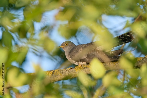 A Common cuckoo (Cuculus canorus) cuckoo sits on a branch. Wild bird in a natural habitat. Wildlife Photography. European cuckoo.