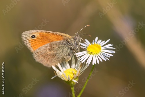 Canvas Print Butterfly Small heath sits on a white flower