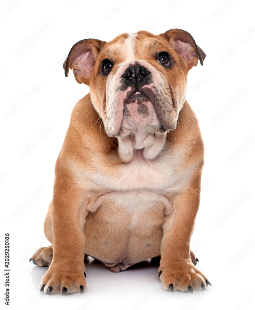 Obraz premium young english bulldog