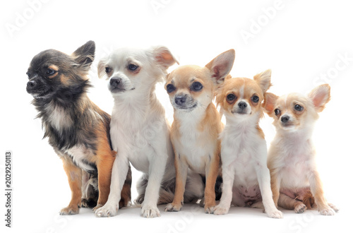 chihuahuas in studio