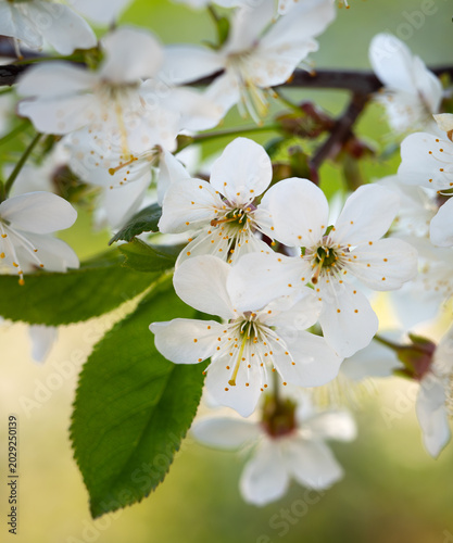 cherry tree blossom