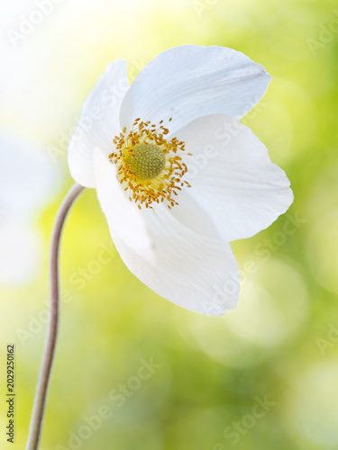 A gorgeous colorful floral background with white anemones.