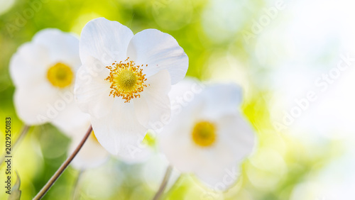 A gorgeous colorful floral background with white anemones.
