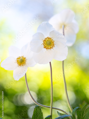 A gorgeous colorful floral background with white anemones.