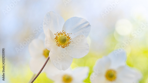A gorgeous colorful floral background with white anemones.