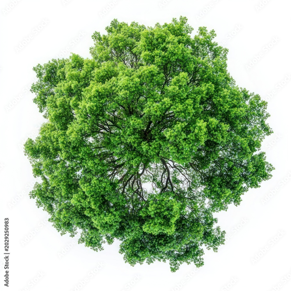Obraz premium Real forest tree nature green view.