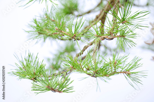 A close‑up of Pinus sylvestris bonsai needles, showing long slender green needles and textured branches with a softly blurred natural background.