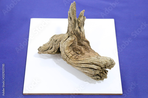 A piece of weathered with rugged textures, deep cracks, and natural sculptural shapes, displayed on a white surface with a blue background.