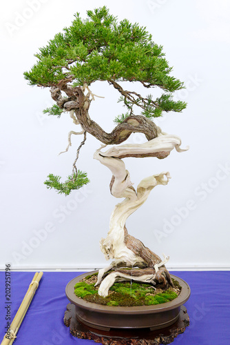 A Juniperus phoenicea bonsai with dense needle‑like foliage, refined branching, and textured bark, shaped in a traditional bonsai style and displayed in a ceramic pot.