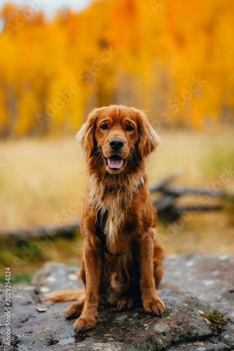 Obraz na płótnie golden retriever dog