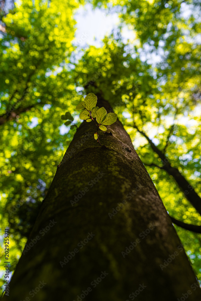 Fototapeta premium Low angle perspective of a solid tree trunk rising towards a bright sunlit canopy, featuring a delicate young green sprout growing from the bark. Concept of potential, growth, career progression