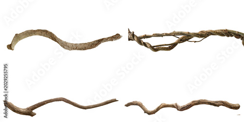 Obraz na plátne Rustic collection of gnarled and twisted wooden vines and branches, perfect for natural decor elements