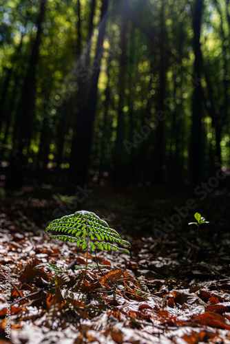 Vibrant young green fern growing through dry autumn leaves on a dark forest floor, illuminated by a beam of sunlight. Conceptual image of hope, new life, growth, and environmental conservation.