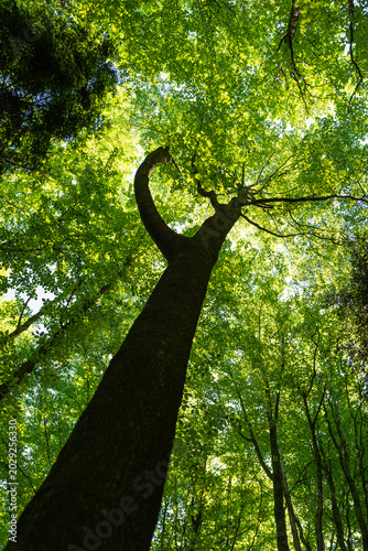 Low angle view of a majestic tree trunk stretching up to a lush green canopy forming a natural heart shape in the forest. Conceptual image representing love for nature