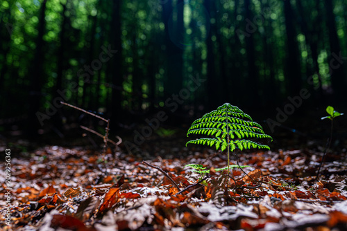 Vibrant young green fern growing through dry autumn leaves on a dark forest floor, illuminated by a beam of sunlight. Conceptual image of hope, new life, growth, and environmental conservation.