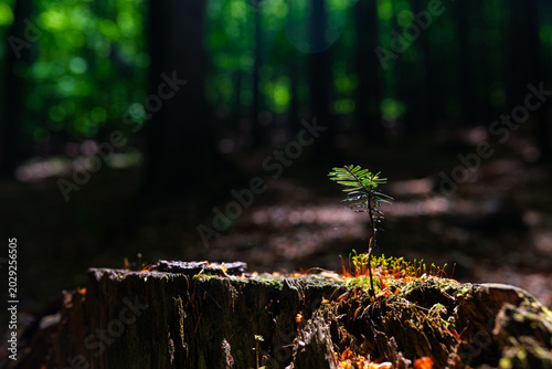 Tiny conifer seedling growing on mossy tree stump in dark forest, spotlight and bokeh background