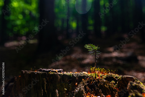Tiny conifer seedling growing on mossy tree stump in dark forest, spotlight and bokeh background