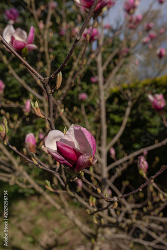 Pink and white magnolia flower opening on bare branch in early spring garden, close-up