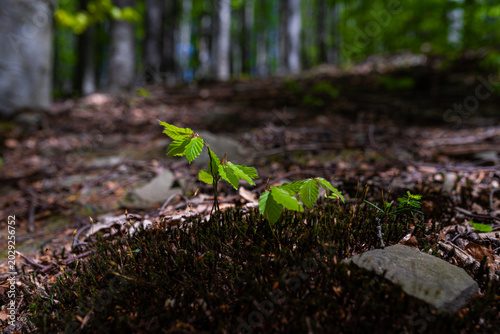 Tiny beech seedling sprouting from mossy forest floor with blurred woodland background, low angle view