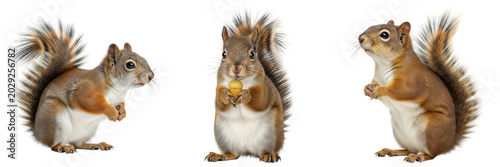 Quadro su tela Adorable trio of red squirrels captured in various charming poses, featuring furry tails and expressive eyes