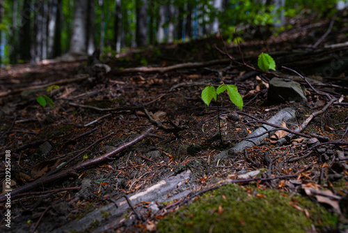 Tiny beech seedling sprouting from mossy forest floor with blurred woodland background, low angle view