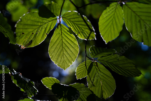 Backlit beech leaves glowing in sunlight against dark forest background, close-up