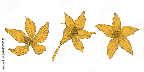Cuadro en lienzo Yellow Vanilla Orchid Flowers Vector Illustration Set, Hand Drawn Botanical Flor