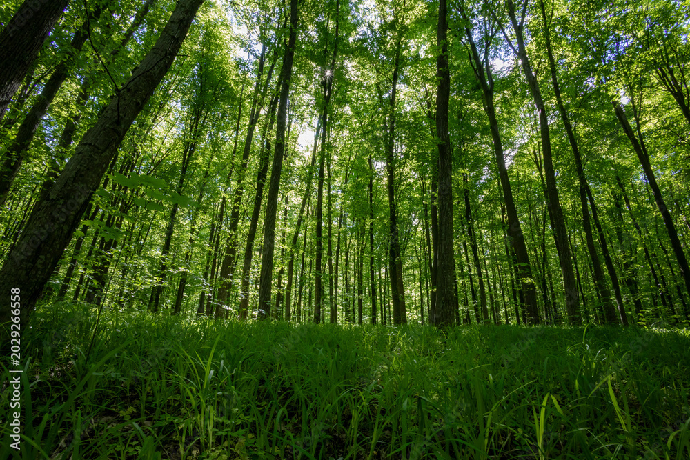 Fototapeta premium forest trees. nature green wood sunlight backgrounds.