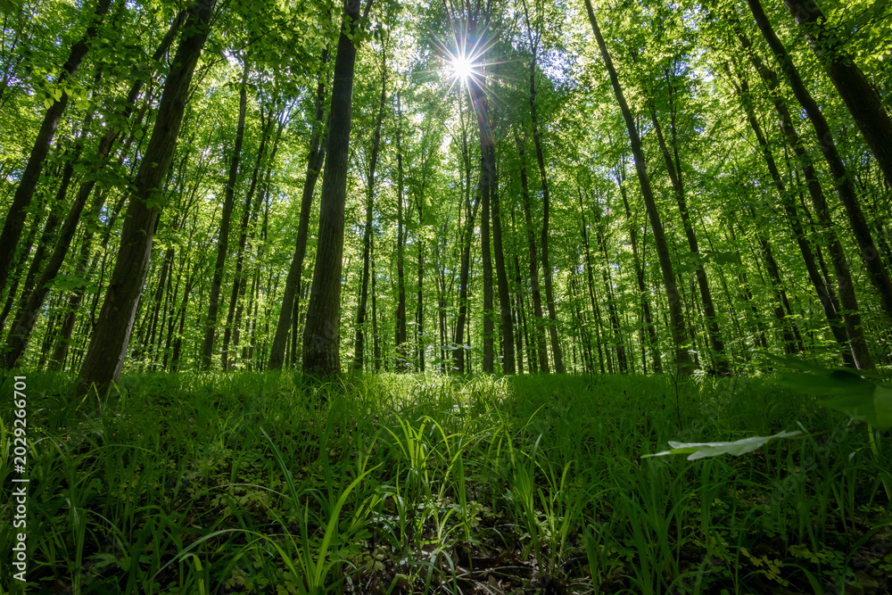 Fototapeta premium forest trees. nature green wood sunlight backgrounds.