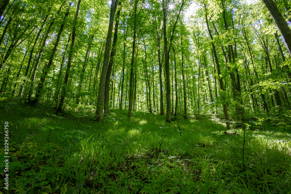 Fototapeta premium forest trees. nature green wood sunlight backgrounds.