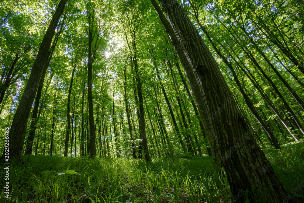 Fototapeta premium forest trees. nature green wood sunlight backgrounds.