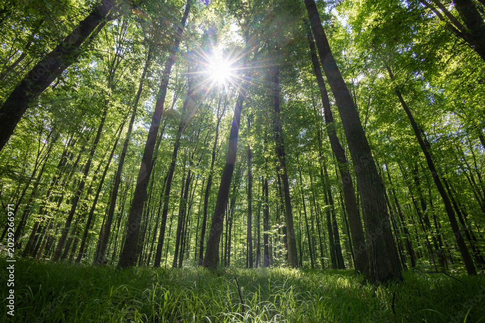 Fototapeta premium forest trees. nature green wood sunlight backgrounds.