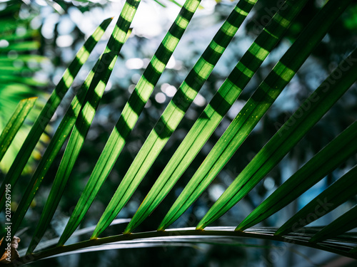 palm tree leaves