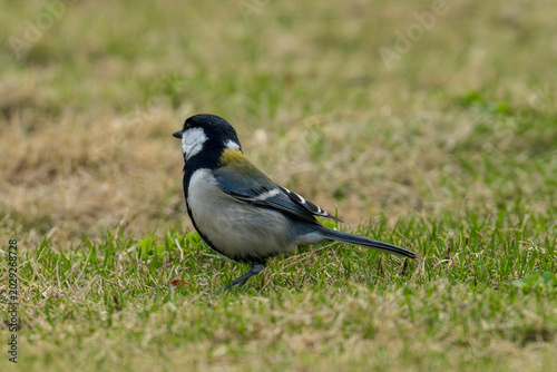 Tablou pe pânză Japanese Tit on the grass