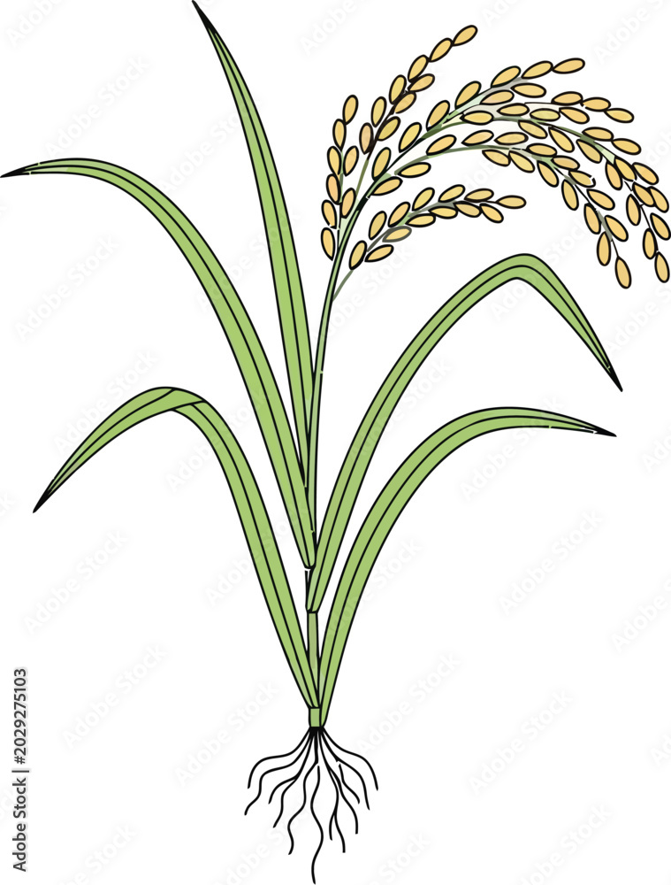 Fototapeta premium Rice plant grows in field with green leaves and yellow grains naturally