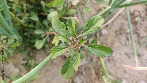 Palmer Amaranth plant leaves, Commonly known as Palmer's Pigweed and Dioecious, close up view
