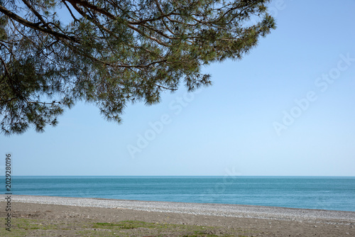Foto A branch of a relict pine tree on the background of the Black Sea coast, Pitsunda