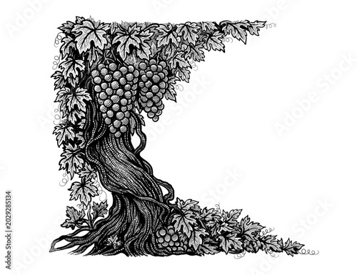 Close up grapevine with bunches of grapes. Highly detailed sketch style vector isolated on white. Ideal for wine labels, winery branding, distillery, cellar, refinery, menus and agricultural design.