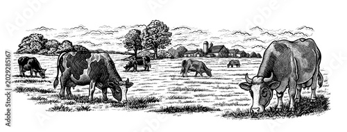 Herd of cows grazing on farm field panoramic format scene. Vector illustration in sketch style isolated on white. Suitable for farm products labels, and branding, dairy, packaging craft or eco food