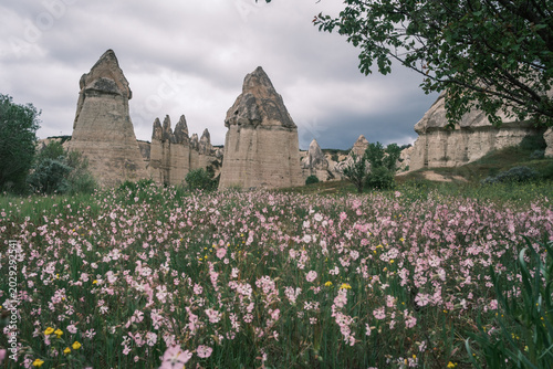 Foto Beautiful field of blooming pink wild flowers with the iconic fairy chimneys of