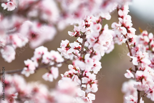Photography Pink mountain peach blossoms blooming in the mountains in spring