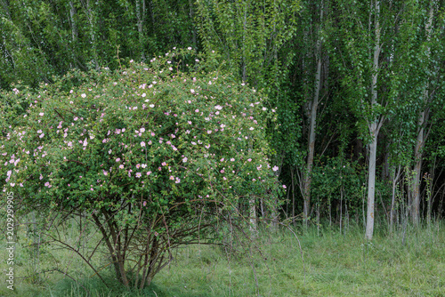 Wild rose with its flowers in spring and poplar grove. Dog rose. Rosa canina. Populus.