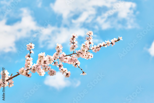 Photography Pink mountain peach blossoms blooming in the mountains in spring