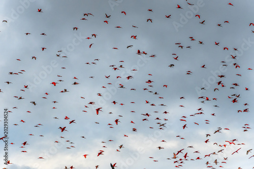 Foto Scarlet ibis flying back home to their sleeping place, Revoada dos guaras on the
