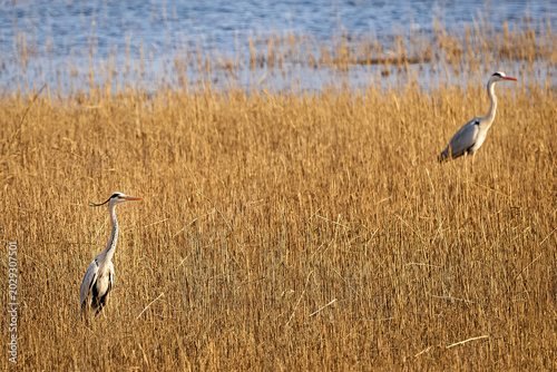 Cuadro en lienzo Two grey herons among the withered reeds in the wetland